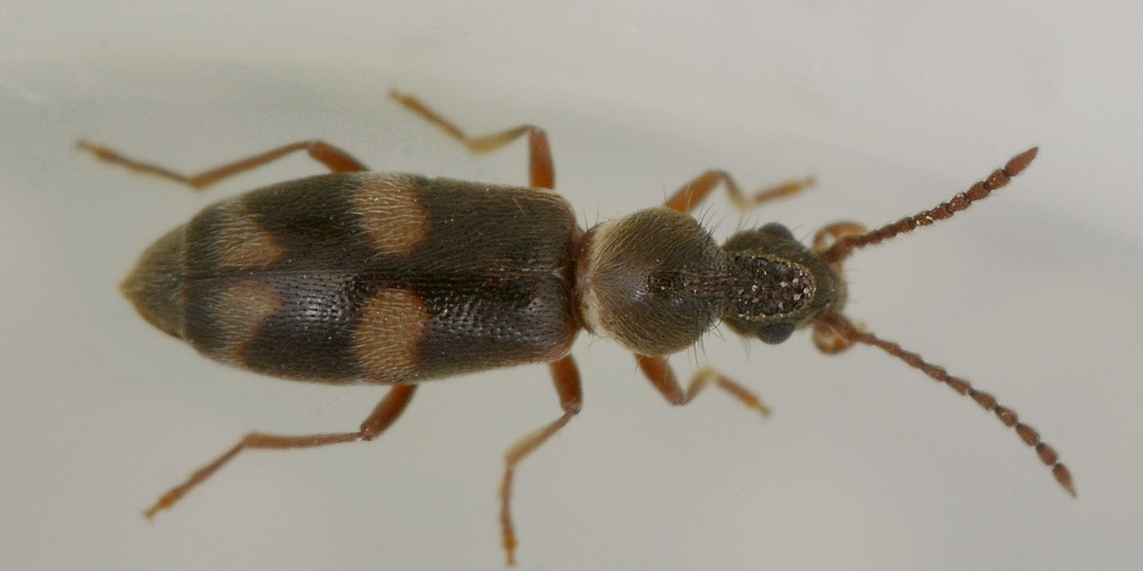 Anthicidae 2: Notoxus miles italicus